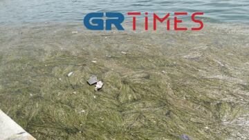 Θεσσαλονίκη: Με νεκρά πτηνά, σκουπίδια και φύκια ξανά ο Θερμαϊκός - Βίντεο και φωτογραφίες