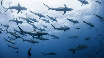 Ανακάλυψη-σοκ: Νέο είδος καρχαρία μεγαλύτερο από τον Μεγάλο Λευκό
