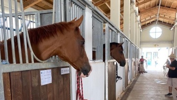 Φωτιά στη Βαρυμπόμπη: 253 άλογα μεταφέρθηκαν με ασφάλεια στο Μαρκόπουλο