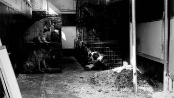 Εκκενώνεται το καταφύγιο ζώων του Save a greek stray