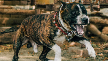 Γαλάτσι: Πίτμπουλ δάγκωσε αστυνομικό σε ταράτσα πολυκατοικίας - Εκείνος τράβηξε όπλο και το σκότωσε