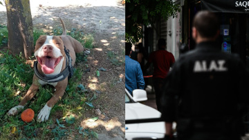 Γαλάτσι: Δίωξη σε βαθμό κακουργήματος στον αστυνομικό που πυροβόλησε και σκότωσε το πίτμπουλ