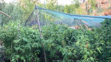 Ρέθυμνο: Εντοπίστηκε χασισοφυτεία με 76 δενδρύλλια κάνναβης
