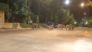 «Εκτελεστικό απόσπασμα» για... αγριογούρουνα στήνει το Δασαρχείο Πεντέλης στην Εκάλη