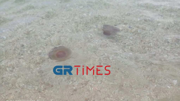 Χαλκιδική: Κοπάδι από μέδουσες σε παραλία στην Ολυμπιάδα - Δείτε βίντεο