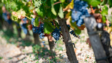 Φλώρινα: Πλήρωσε 4.400 ευρώ για σταφύλια που δεν παρέλαβε ποτέ