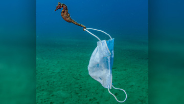 Μάσκα προστασίας πιάστηκε στην ουρά ιππόκαμπου - Σε Έλληνα φωτογράφο ανήκει το συγκλονιστικό «κλικ»