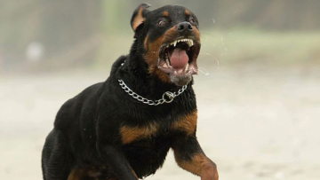 Κοζάνη: Με 36.500 ευρώ «καθάρισε» ο ιδιοκτήτης των ροτβάιλερ που σκότωσαν τον 5χρονο Στάθη το 2016