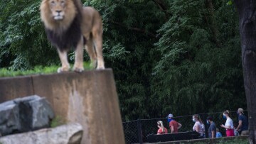 ΗΠΑ: Με κορωνοϊό έξι λιοντάρια και τρεις τίγρεις του ζωολογικού κήπου της Ουάσιγκτον