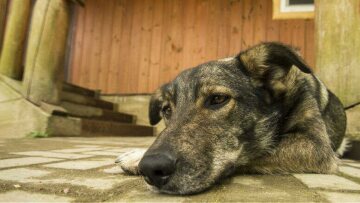 Μυτιλήνη: Κακοποίησε τον σκύλο του και ένα ανήλικο αγόρι που προσπάθησε να βοηθήσει το ζώο