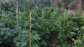 Ναρκωτικά - Χανιά Φυτεία με 1.020 χασισόδεντρα στον Αποκόρωνα