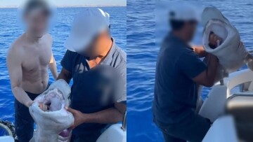 Σάλος με κακοποίηση καρχαρία στην Κύπρο: Τον έπιασαν από τα βράγχια, τον μάτωσαν και έβγαλαν selfies