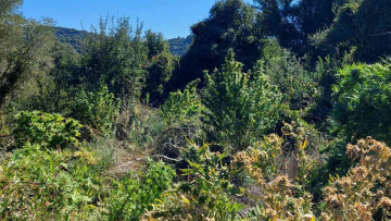 Τον έπιασαν με 22 κιλά κάνναβης σε φυτεία στην Κυλλήνη