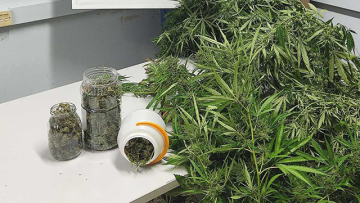 Αγρότης καλλιεργούσε μίνι χασισοφυτεία σε θερμοκήπιο στην Καβάλα