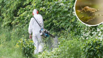 Κουνούπια και τον χειμώνα; Ερχονται από την Κορέα και θα μπορούσαν να «αποικίσουν» και την Ελλάδα