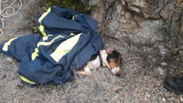 Σκύλος έπεσε σε πηγάδι 20 μέτρων στην Κοζάνη - Σώθηκε από την ΕΜΑΚ 