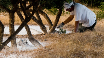 Η συγκινητική διαδρομή της Μαστίχας Χίου -Από το «κέντημα», στο μάζεμα και το ταχτάρισμα