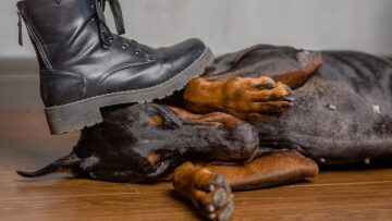 Κακοποίηση ζώων: Τι ορίζει ο νέος νόμος;