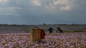 Στα μωβ λιβάδια της Κοζάνης που μοσχοβολά ο κρόκος