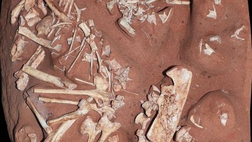 Ανακαλύφθηκε σπάνιος δεινόσαυρος χωρίς δόντια που ζούσε στη νότια Βραζιλία την κρητιδική περίοδο