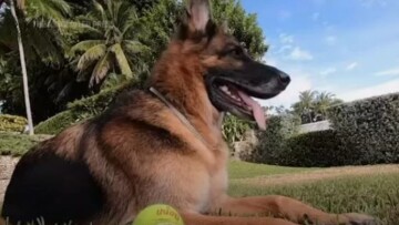 Γκίντερ: Ο πάμπλουτος σκύλος βγάζει στο «σφυρί» την έπαυλή του, αξίας 500 εκατ. δολαρίων (vid)