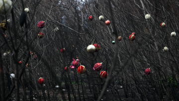 Φωτιά στη Βαρυμπόμπη: Τα καμένα δέντρα στόλισαν οι κάτοικοι της περιοχής - Δείτε φωτογραφίες