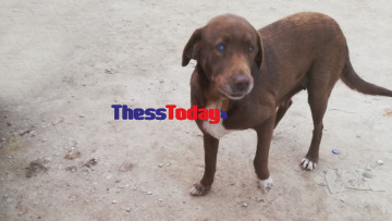 Νάουσα: Τυφλή σκυλίτσα «το 'σκασε» από χώρο φιλοξενίας  και επέστρεψε στον άνθρωπο που την είχε περιθάλψει