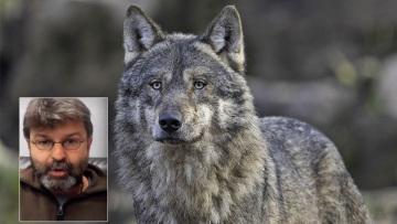 «Ο λύκος ήταν κρυμμένος ανάμεσα στα αυτοκίνητα», λέει στο protothema.gr ο άνθρωπος που έζησε τον τρόμο στην Πάρνηθα 