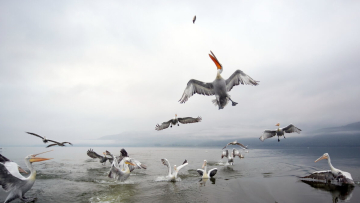 «Ταΐζοντας» Αργυροπελεκάνους στην Κερκίνη – 12 εικόνες ακαταμάχητης γοητείας