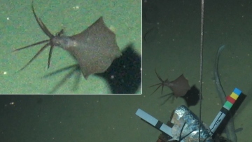 Καλαμάρι βρέθηκε να ζει 6.200 μέτρα κάτω από τη θαλάσσια επιφάνεια - Δείτε φωτογραφίες