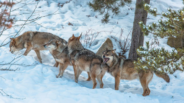 Γιατί οι λύκοι επέστρεψαν στην Πάρνηθα - Οι πυρκαγιές, η ανάκαμψη του οικοσυστήματος και η εισβολή... των ανθρώπων