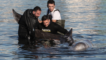 Φάλαινα στον Άλιμο: Δυστυχώς αυτή τη στιγμή υποφέρει, λέει ο Γιώργος Αμυράς