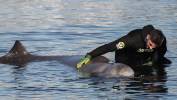 Βγήκε μόνη της στην ανοιχτή θάλασσα η φάλαινα μετά τη θεραπευτική αγωγή