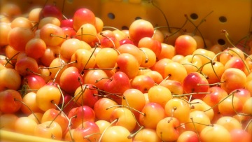 Το γαλανό κεράσι Αρχάγγελου διεκδικεί τον τίτλο του ΠΟΠ