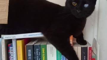 Το όνομά της είναι Αγάπη: Τι μου δίδαξε η υιοθεσία μιας μονόφθαλμης αδέσποτης γατούλας