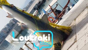 Λουτράκι Κορινθίας: Ψάρεψαν καρχαρία τριών μέτρων