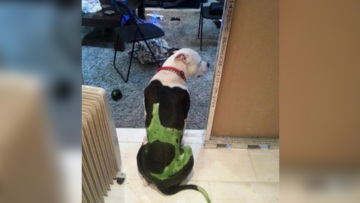 Εύβοια: Ο 30χρονος που κλώτσησε τη γάτα είχε βάψει τον σκύλο του - Δείτε φωτογραφία