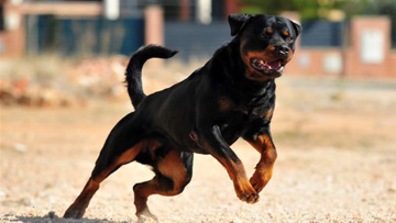 Εύοσμος: Ροτβάιλερ κατασπάραξαν σκύλο και 17 κότες - «Μιλάμε για μακελειό» λέει ο ιδιοκτήτης του σκύλου