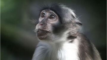 Εντοπίστηκαν στη Βρετανία άλλα τέσσερα κρούσματα της σπάνιας ευλογιάς των πιθήκων