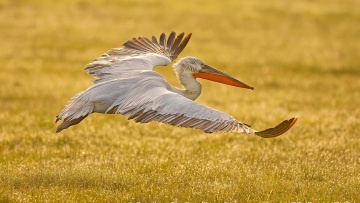 WWF: Εκπληκτικές εικόνες από τους θησαυρούς της ελληνικής φύσης στον διαγωνισμό «Natura 2000 - Click στη Φύση»