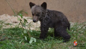 Ισπανία: Οι αρχές αναζητούν θηλυκή αρκούδα που χωρίστηκε από το μικρό της