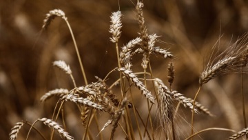 Ουκρανία: Περίπου 300.000 τόνοι σιτηρών βρίσκονταν σε αποθήκες στο Μικολάιβ που μπορεί να βομβαρδίστηκαν