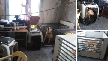 Θεσσαλονίκη: Εδώ κρατούσε τα 16 σκυλιά η 60χρονη που συνελήφθη για κακοποίηση