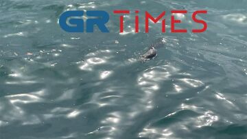 Νεκρά ποντίκια στο Θερμαϊκό: Δεν εμπνέει ανησυχία το φαινόμενο λένε οι επιστήμονες