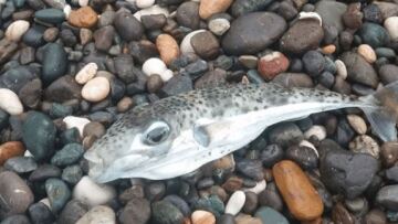 Η κλιματική αλλαγή φέρνει «τροπικούς εισβολείς» στη Μεσόγειο - Απειλή για την αλιεία και τον τουρισμό