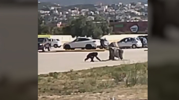 Αττικό Πάρκο: Προανάκριση για τη θανάτωση του χιμπατζή - Ειδοποίησαν τους αστυνομικούς, αλλά τον σκότωσαν πριν φτάσουν