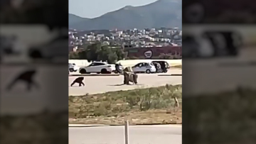 Βίντεο: Ο χιμπατζής τη στιγμή που το σκάει από το Αττικό Πάρκο