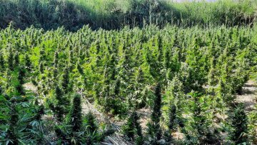 Κρήτη: Χασισοφυτεία «μαμούθ» σε περιοχή του Ηρακλείου