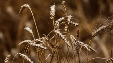 Λειτουργεί ξανά, έπειτα από 23 χρόνια, η σιδηροδρομική σύνδεση της Ουκρανίας με τη Μολδαβία