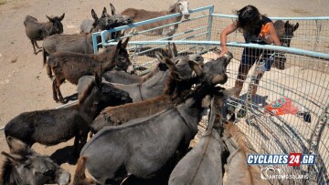 Ίος: Επιχειρηματίας του νησιού φιλοξενεί στο σπίτι της 17 γαϊδούρια - Δείτε φωτογραφίες